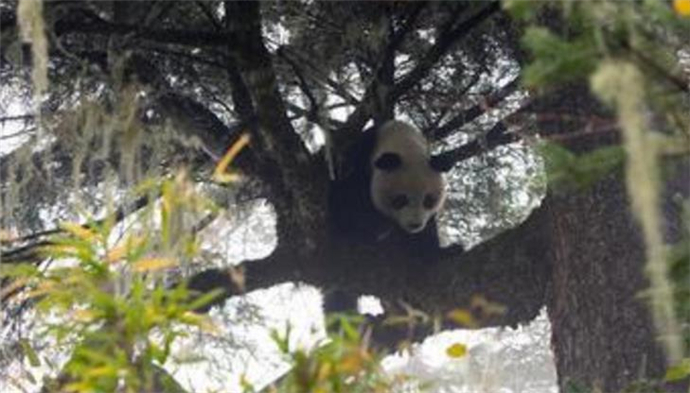 成功回捕野化大熊猫