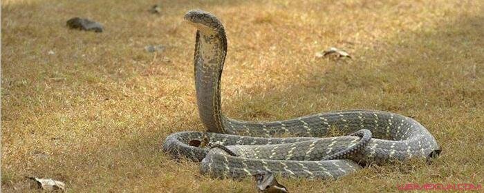 眼镜王蛇为什么吃蛇